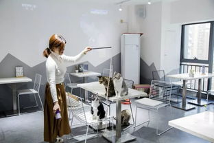 綿陽貓咪咖啡館 超萌文藝體驗(yàn)，甜點(diǎn)擊潰少女心